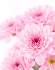 Close-up of delicate pink chrysanthemum blossoms (1)