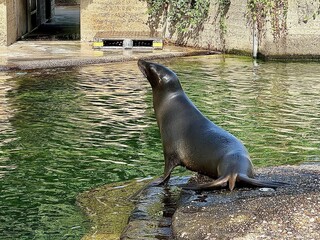 Fototapeta premium Sea lion sits on a rock near the water in a zoo pool with shimmering green reflections
