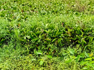 Lush green aquatic plants in wetland. Capturing the beauty of a peaceful marshland and its thriving natural ecosystem.
