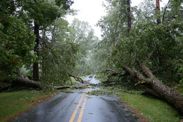 Large trees were toppled, as a result of the violent storm.