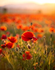 Obraz premium Vibrant poppy field at sunset