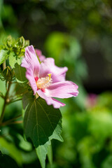 鎌倉25912　海蔵寺8　芙蓉