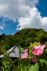 鎌倉25912　海蔵寺2　芙蓉