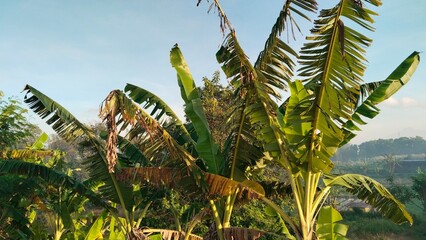 palm tree in the wind
