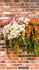 Flowering plants cascading down a brick wall