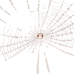 Obraz premium Stock photo of Spider web dewdrops white isolated background. Clean background and simple style with natural light and clear detail for web and print. Simple photo for stock use with clear focus and s