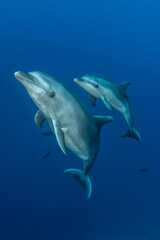 Bottlenose dolphin, French Polynesia, south Pacific