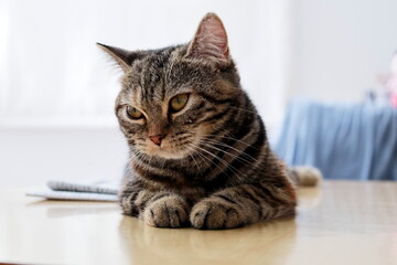 テーブルで考えるブリティッシュの猫