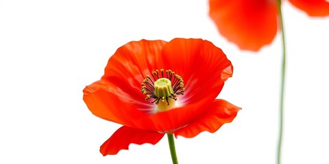 Obraz premium Single red poppy flower, vibrant petals, white background, botanical, spring