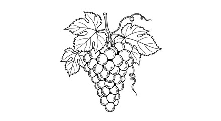 Hand-Drawn Grapes Cluster with Leaves, a Classic Line Art
