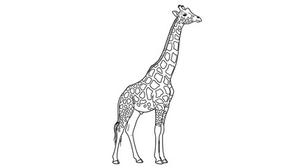 Naklejka premium Elegant Outline of a Giraffe Standing Tall on White Background