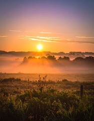 Obraz premium Misty Sunrise over a Field
