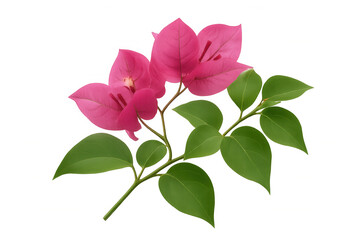 Fototapeta premium Bougainvillea branch with pink flowers and green leaves isolated on transparent background, perfect for graphic design projects