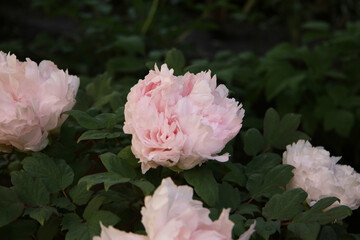 Beautiful flower of paeonia plant