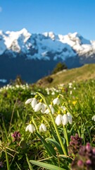 Spring wildflowers in a meadow, with snow-capped mountains in the background