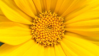 Close-up of a vibrant yellow flower (1)