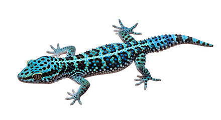Naklejka premium Blue spotted gecko detailed view reptile lizard exotic pet wildlife.