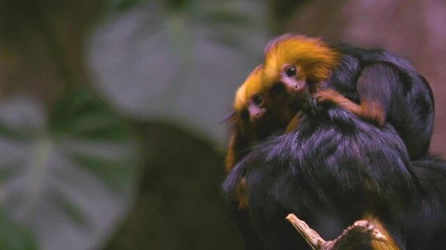 Close up of a lion head tamarin monkey  head and face sitting down and looking around with two bbies on her back