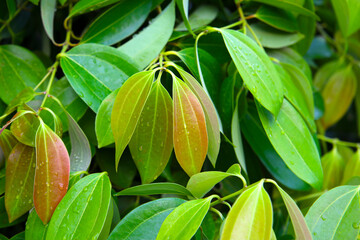 Close-up of fresh pink cinnamon leaves, Cinnamomum verum
