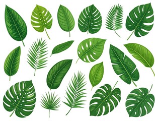 Obraz premium Tropical green leaves collection