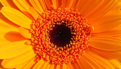 Radiant gerbera blossom captures its vibrant symmetry and texture