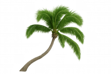 Curved palm tree with verdant foliage, photorealistic 3d rendering against transparent backdrop, ideal for tropical design applications