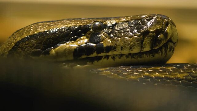 Very close up of python snake head resting and then slowly moving around