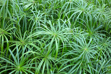 Close-up of green papyrus plants with long, slender leaves forming star-like patterns.