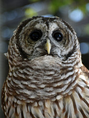 Full face portrait of a barred owl, close up, at Punta Gorda, Wildlife rescue center in Florida. 
