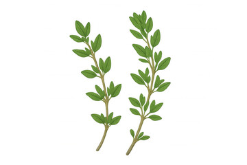 Two sprigs of fresh thyme with small green leaves are isolated on a transparent background, ready to be used in food photography or design projects