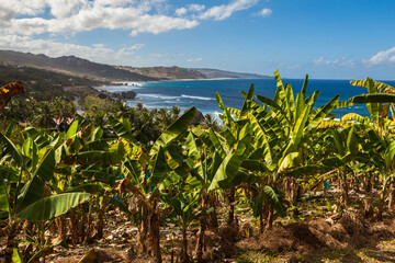 Barbados coast along beautiful Bathsheba Beach with banana plants