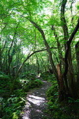 Obraz premium shiny summer forest and path