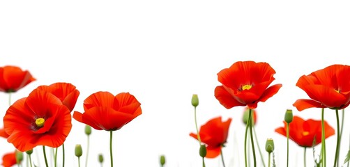Vibrant red poppies in full bloom isolated on pure white backdrop, bright, botanical