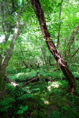 old wild forest in the gleaming sunlight
