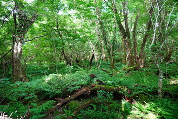 old wild forest in the gleaming sunlight
