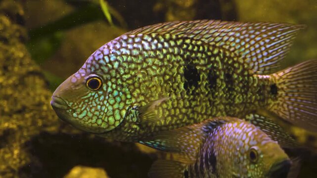 Close up of a spotted cichlid fish floating around water plants underwater