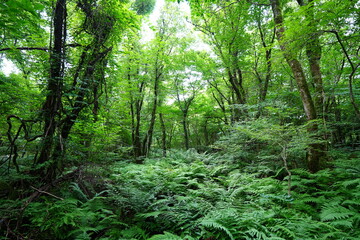 Fototapeta premium old wild forest in the gleaming sunlight 