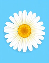 White daisy on a bright blue backdrop