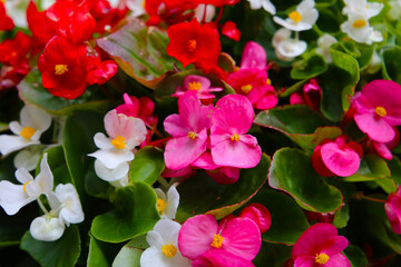 Colorful begonias in shades of red, pink, and white blooming beautifully along a walkway in Japan.