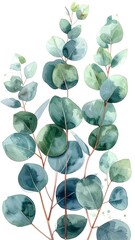 Watercolor eucalyptus leaves (1)