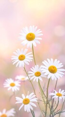 Delicate daisies in pastel light