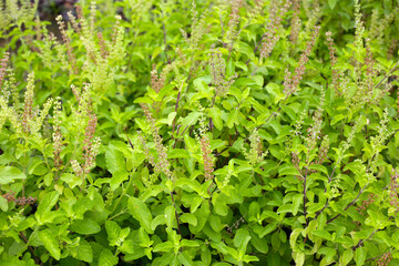 Holy basil in vegetable garden. Fresh green leaves of herb plant