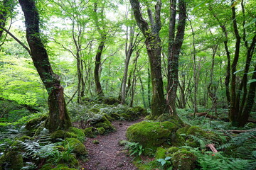 Fototapeta premium summer path through mossy rocks and old trees