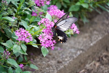 緑の葉と紫色のペンタスの花に止まって蜜を吸うアゲハチョウをクローズアップで撮影。花に止まっている様子が詳細に捉えられています。