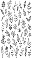 Black and white botanical illustrations