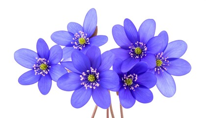 Close-up of vibrant blue flowers