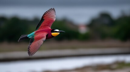 Colorful bird in flight with vibrant plumage showcasing nature's beauty against a blurred background