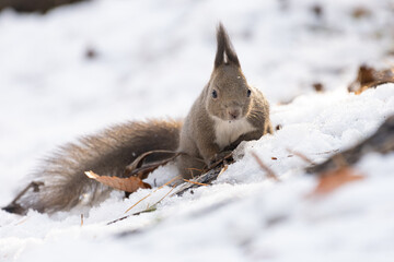 Ezo squirrel staring at camera in natural forest setting