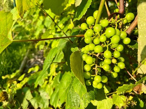 Bunch of unripe green grapes with leaves on vineyard plant outdoors