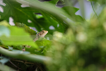 Leaf lizard perched on a papaya tree.